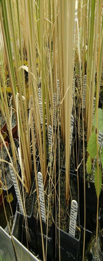 Transgenní kultivary rýže s pleveloví kopřivou žahavkou (Urtica urens).